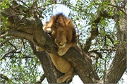 Lions19