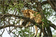 Lions24