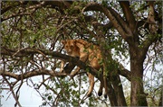Lions25