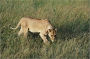 Lions26