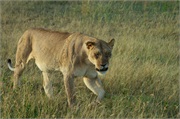 Lions27