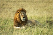 Lions28