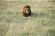Lions30