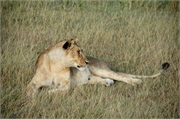 Lions32