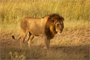 Lions35
