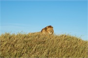 Lions36