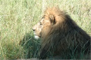 Lions38