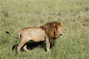 Lions39