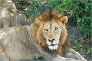 Lions4