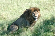 Lions40