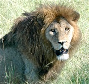 Lions41