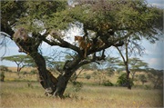 Lions43