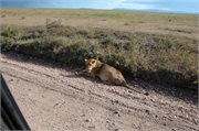 Lions44