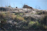 Lions49