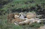 Lions56