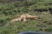 Lions57