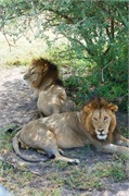 Lions6