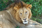 Lions7