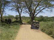Serengeti7