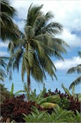 BoraBora_Vertical_DSC_6969