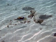 TaaMotu_IMGP1818