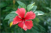 Moorea_DSC_7325