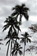 Papeete_Vertical_DSC_7582