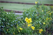 Macapa_04062010-DSC_0737