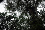 Manaus_04092010-DSC_1077