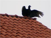 AlterDoChao_04132010-P4120007