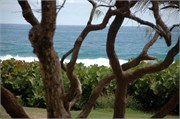 Barbados_04172010-DSC_1402