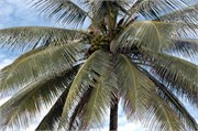 Barbados_04172010-DSC_1469