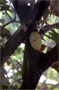 Dominica_04182010-DSC_1558