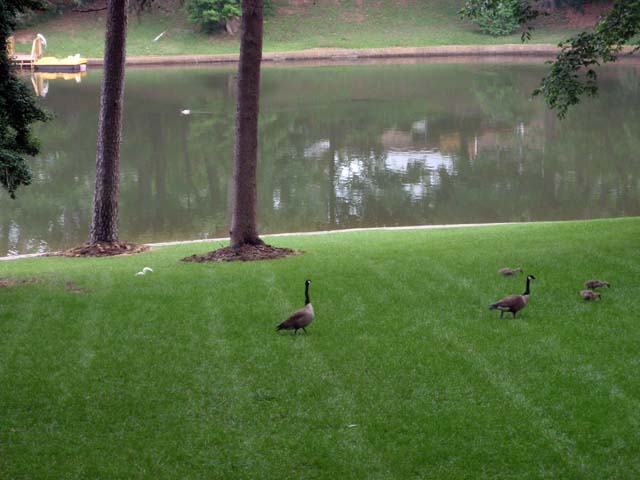 Baby Geese & a White Squirrel, May 27, 2010 
