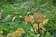 07272010A_Thurso_117