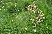 07272010B_Thurso_243
