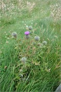 07272010B_Thurso_321