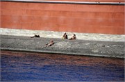 08192010A_Petrograd_133