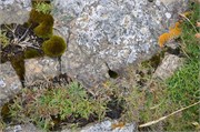 07272010B_Thurso_216