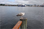 08122010B_Oslo_233