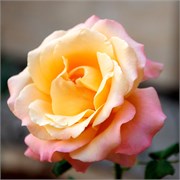 2307_JerusalemA