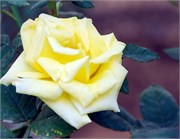 2315_JerusalemA