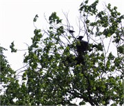 06042011_Bohemia_a2
