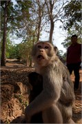 16545_Angkor_ThomB