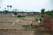 17446_RubberPlantationA