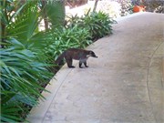 Mexico4_2