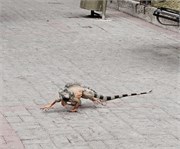 Ecuador_25