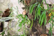 Guatemala_21