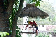 Guatemala_26