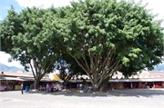 Guatemala_95